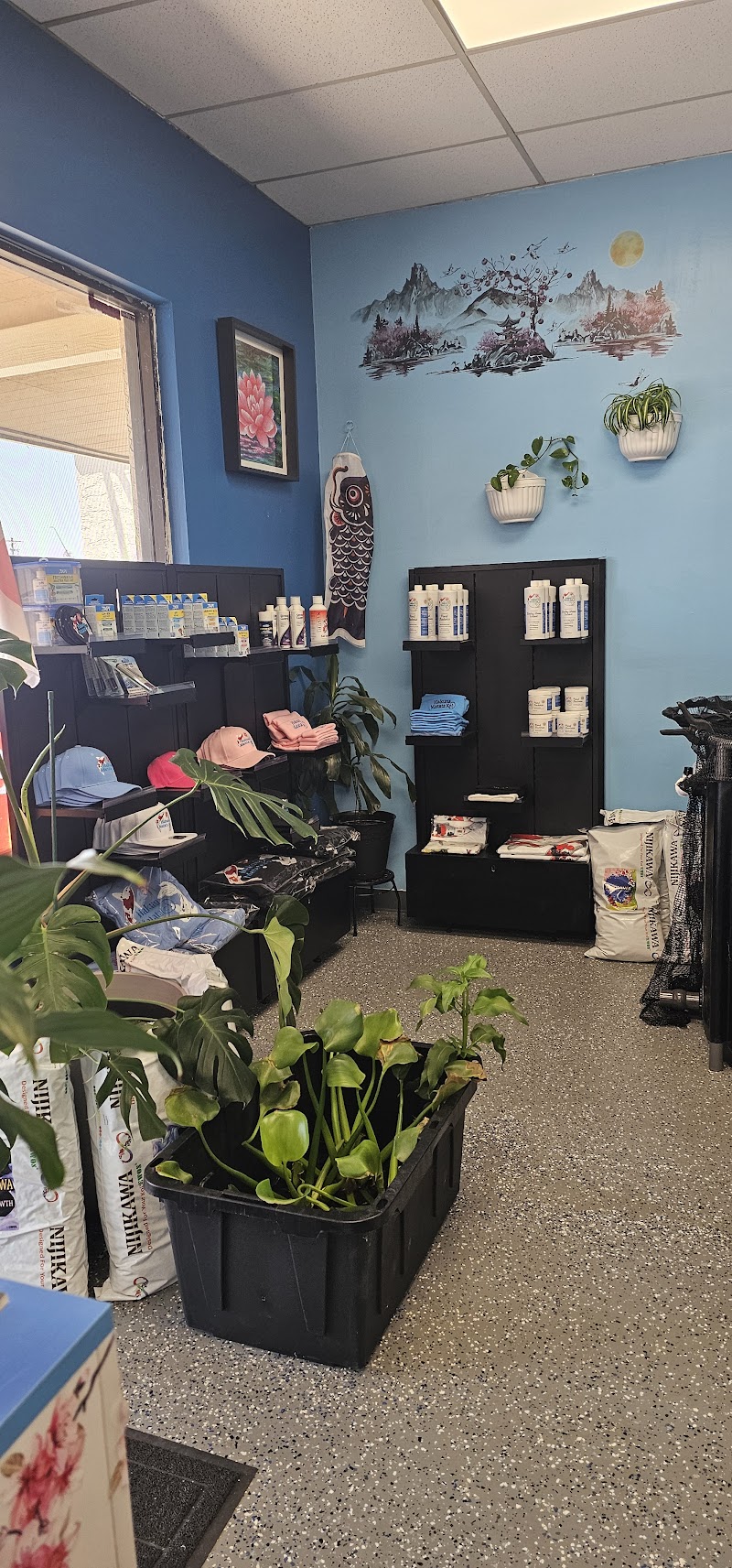 Hakuna Matata Koi - Photo 5