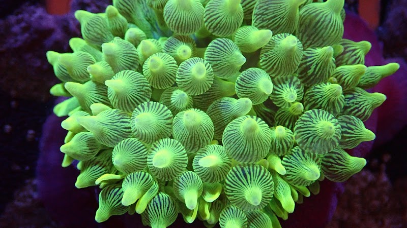 Rusty's Reefs - Photo 2