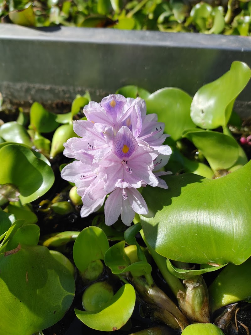 Oasis Pond Maintenance & Supply - Photo 2