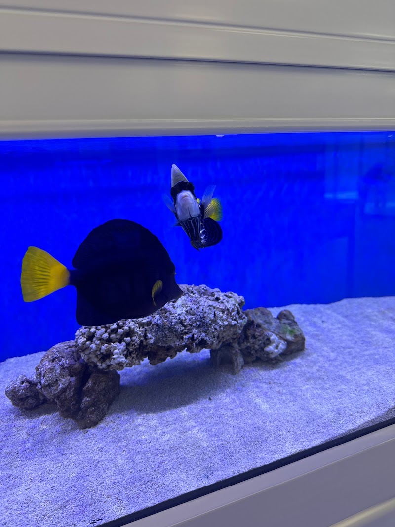 Sin City Aquatics & Maintenance - Photo 5