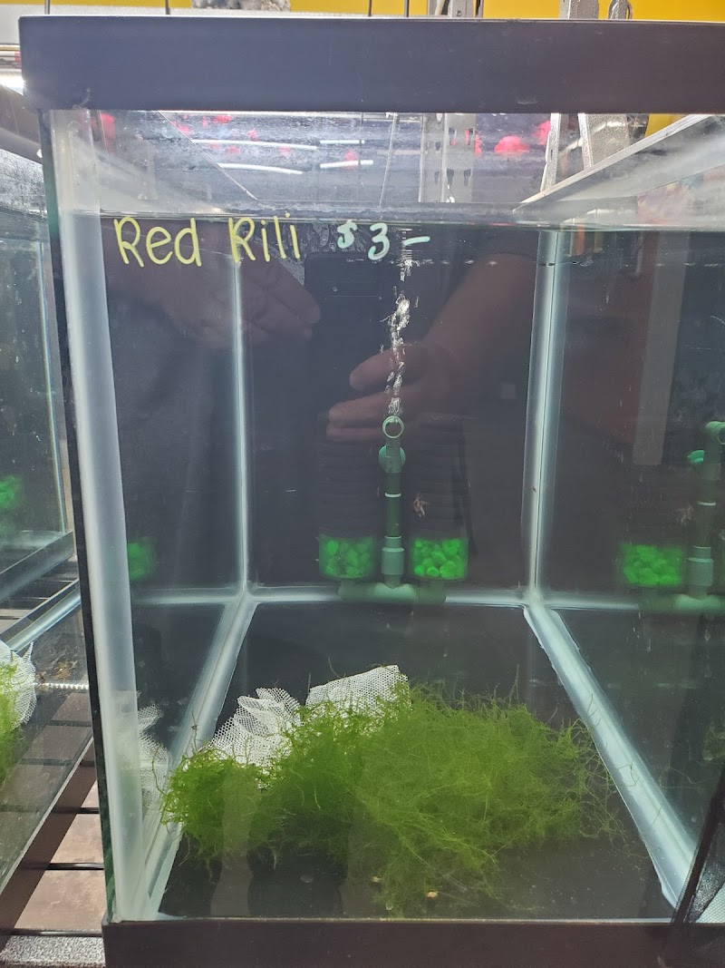 Las Vegas Exotic Fish - Photo 3