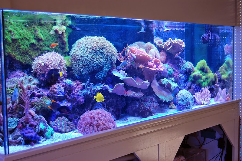 Blue Reef Aquatics - Photo 3