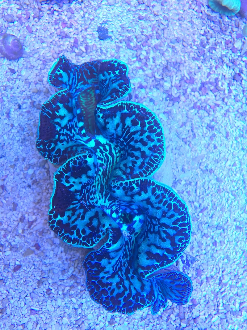 Salty Fins Saltwater Aquarium store - Photo 2