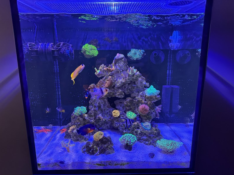 Salty Fins Saltwater Aquarium store - Photo 3