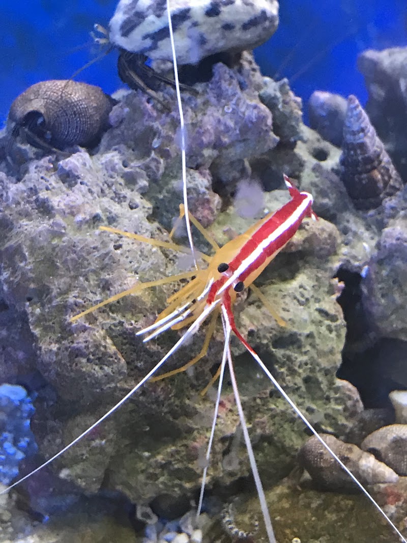 Salty Fins Saltwater Aquarium store - Photo 4