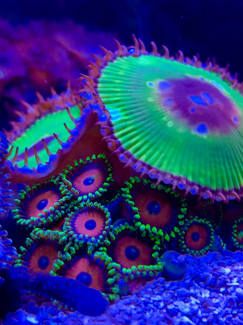 Salty Fins Saltwater Aquarium store - Photo 5