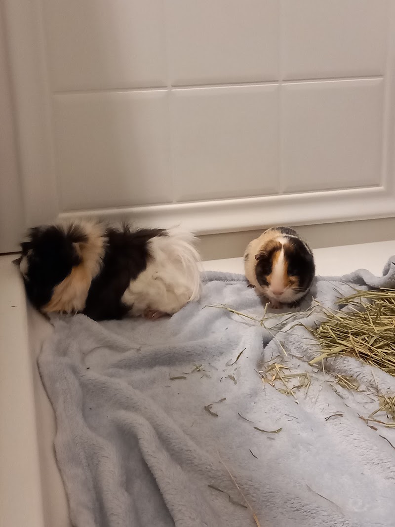 Pettin Place - Photo 5