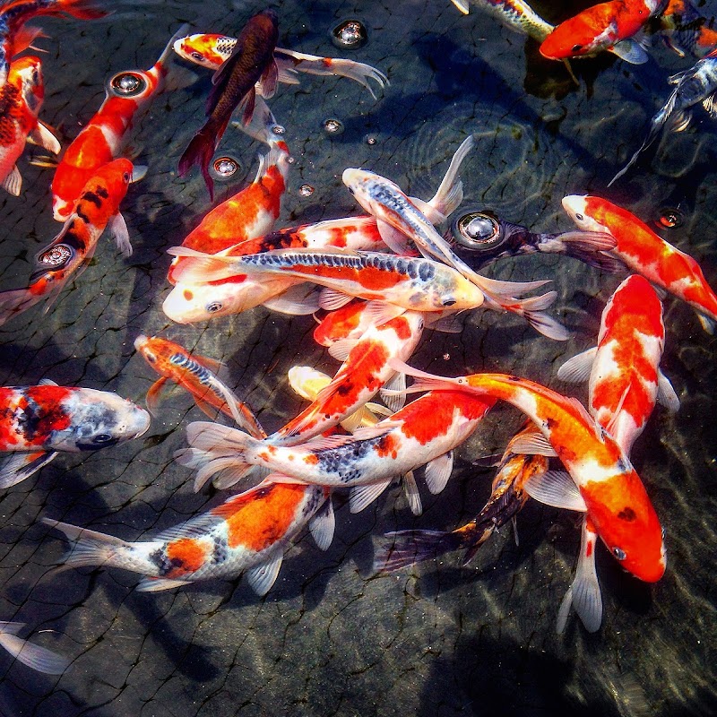 Eddie's Aquarium Centre - Photo 2