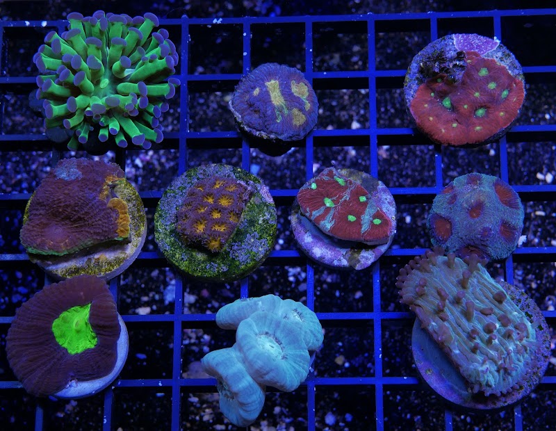 CapitalCorals Research & Restoration - Photo 2