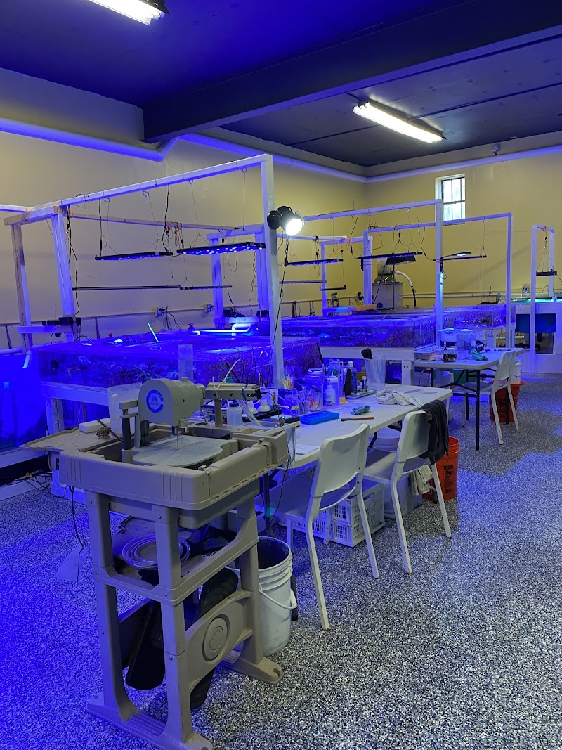 CapitalCorals Research & Restoration - Photo 3