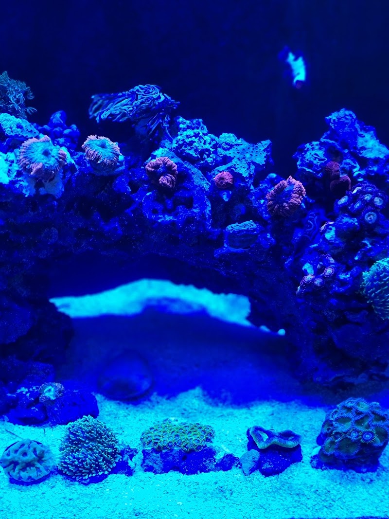 CapitalCorals Research & Restoration - Photo 4