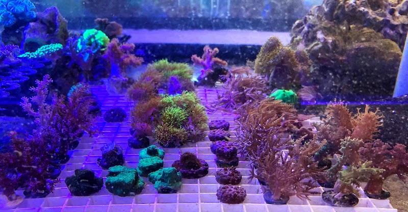 CapitalCorals Research & Restoration - Photo 5