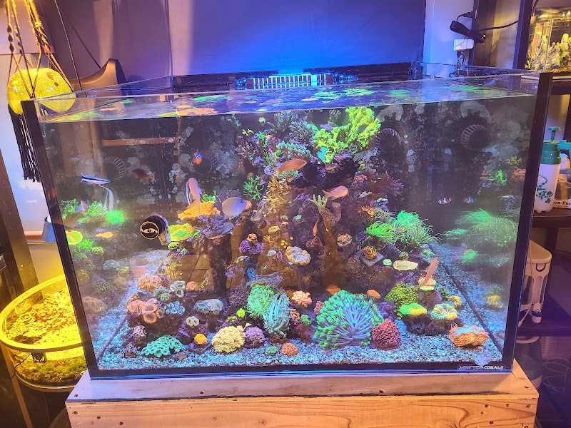 Low Tide Corals & Aquatics - Photo 3