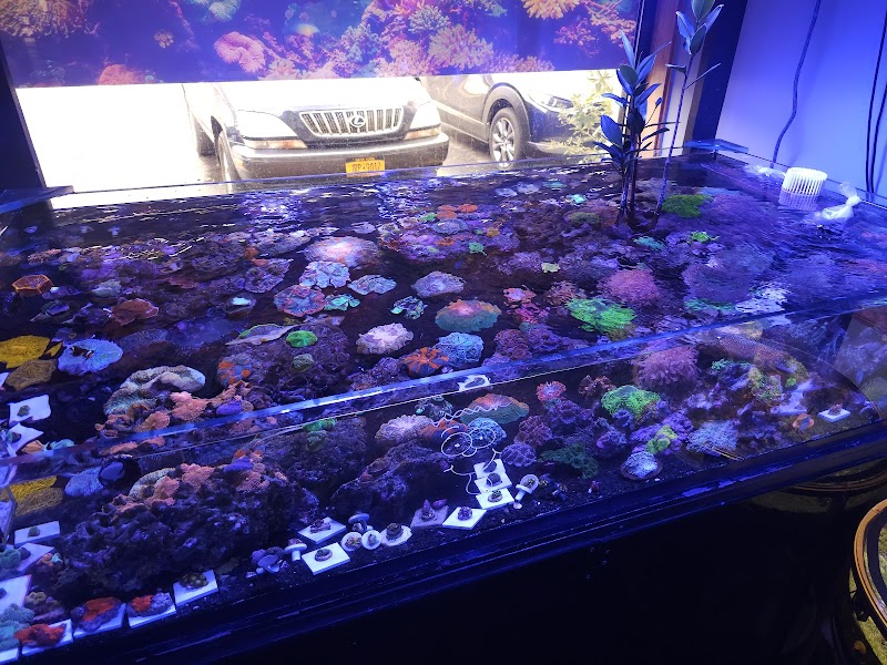 Low Tide Corals & Aquatics - Photo 4