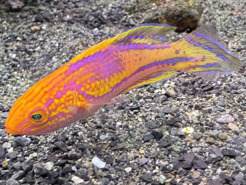 Riverside Reef Aquatics LLC - Photo 2