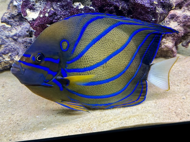 Riverside Reef Aquatics LLC - Photo 3