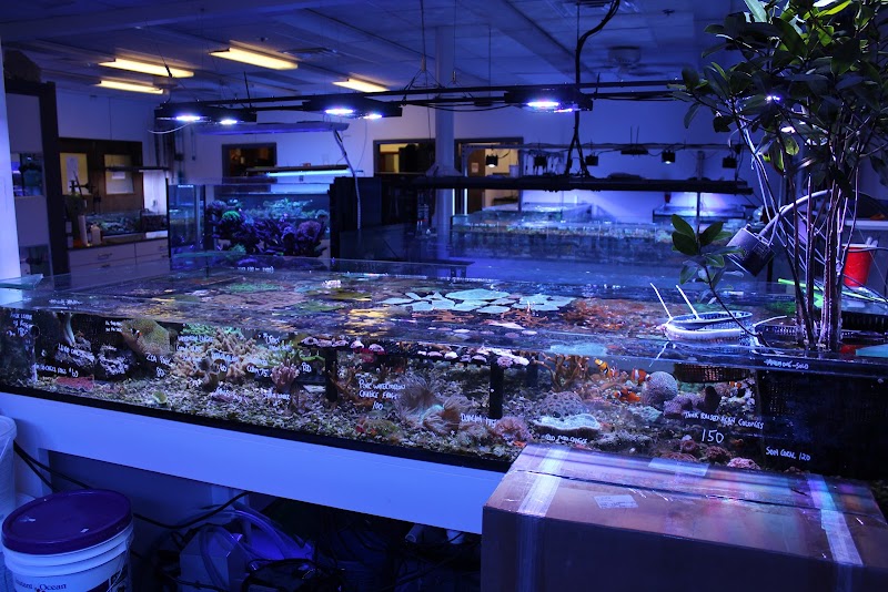 A Reef Creation - Photo 2