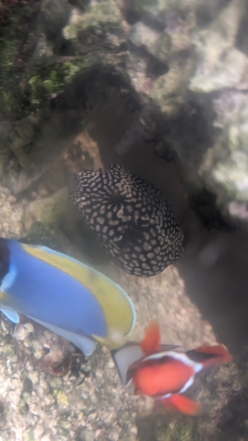 A Reef Creation - Photo 4