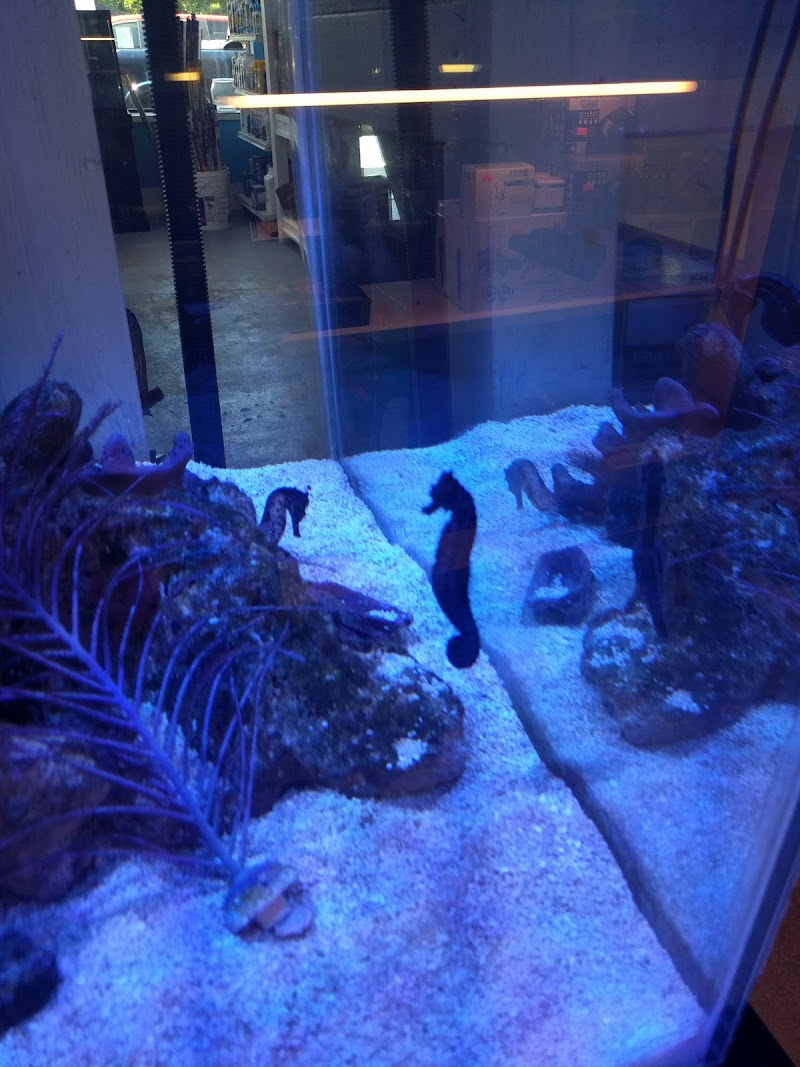 Coral Sea Aquatics - Photo 4