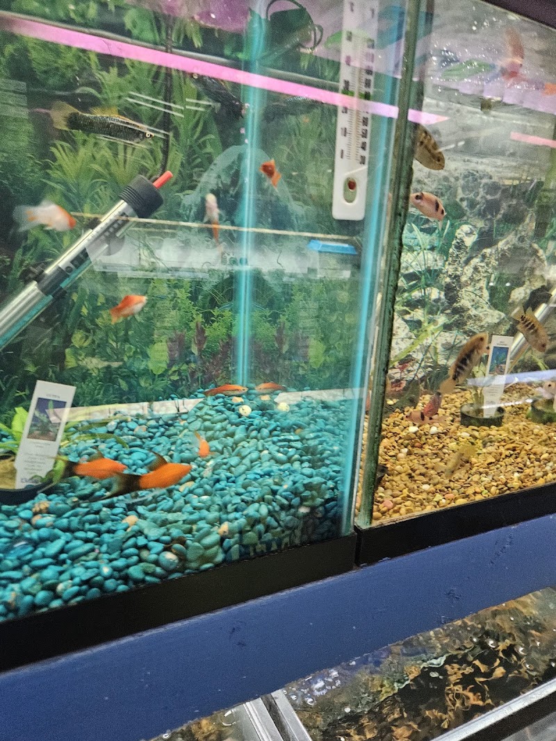 South Shore Tropicals - Photo 2