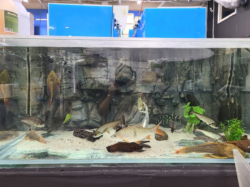 PREDATORY FINS - Photo 2