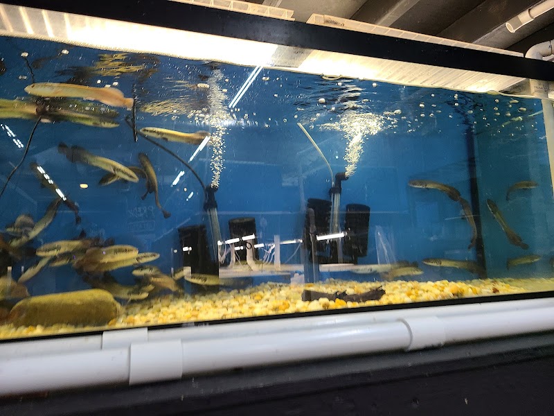 PREDATORY FINS - Photo 3