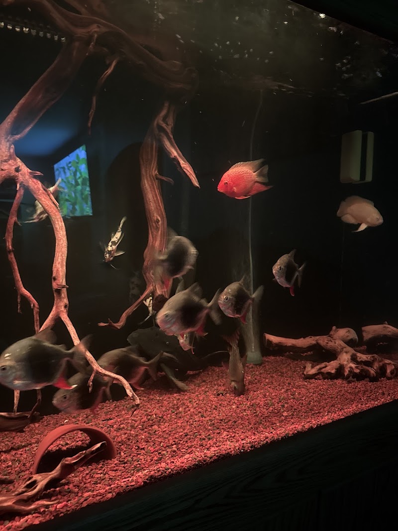 PREDATORY FINS - Photo 4