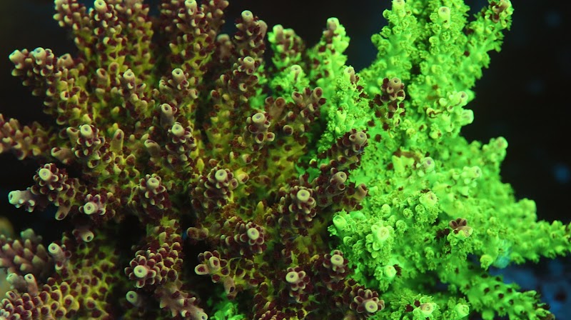 TIA Collection Corals (Tropical Island Aquatics) Saltwater Only - Photo 2