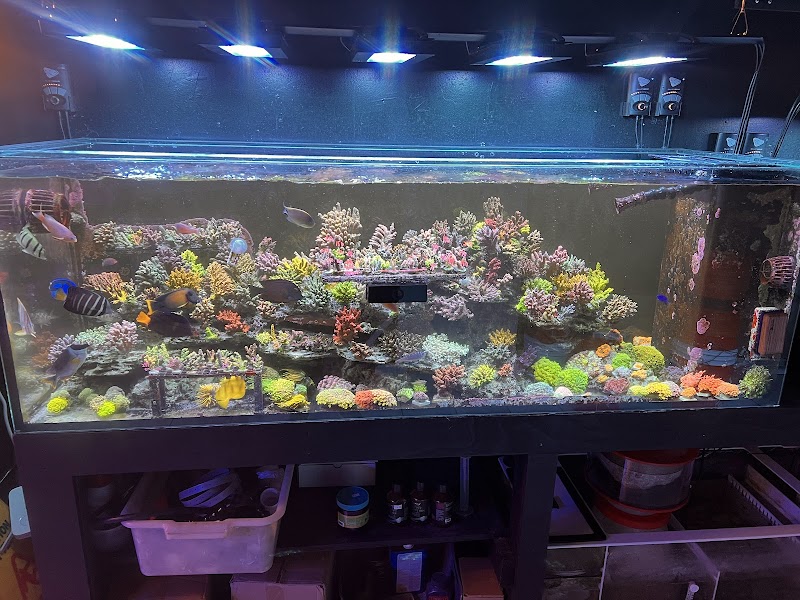 TIA Collection Corals (Tropical Island Aquatics) Saltwater Only - Photo 3