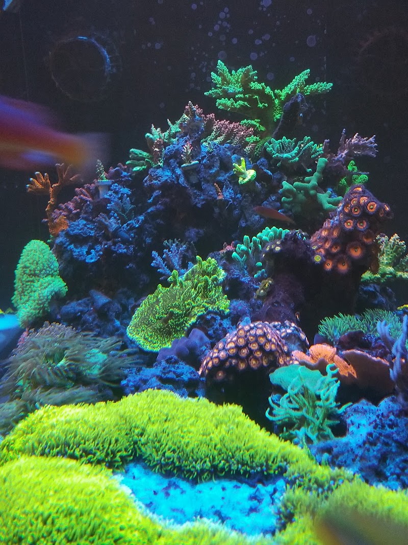 TIA Collection Corals (Tropical Island Aquatics) Saltwater Only - Photo 4