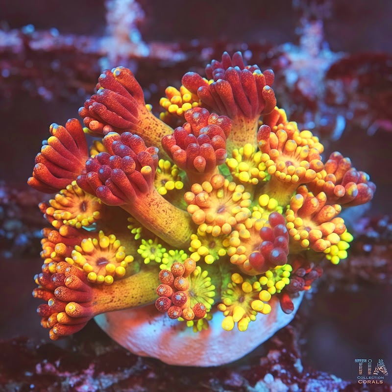 TIA Collection Corals (Tropical Island Aquatics) Saltwater Only - Photo 5