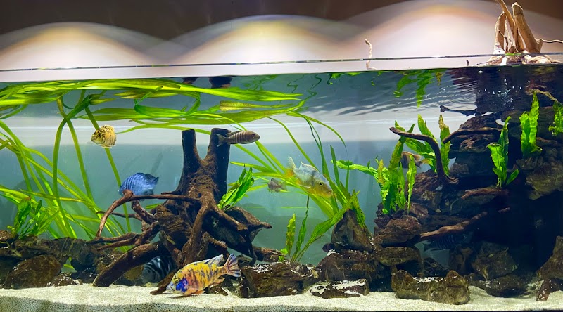 Fluid Dynamics Aquarium Services and Store - Photo 2