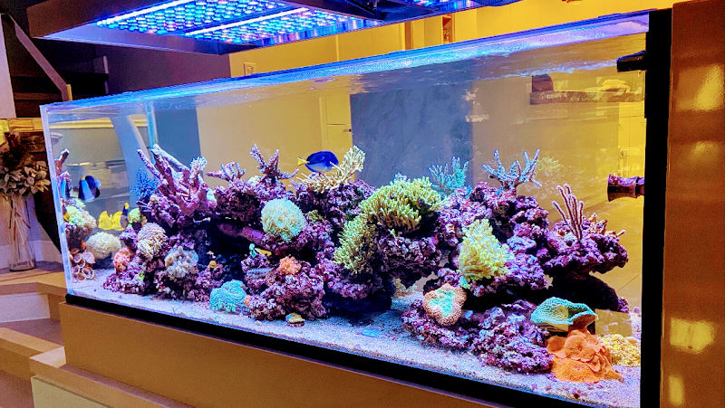 Fluid Dynamics Aquarium Services and Store - Photo 5