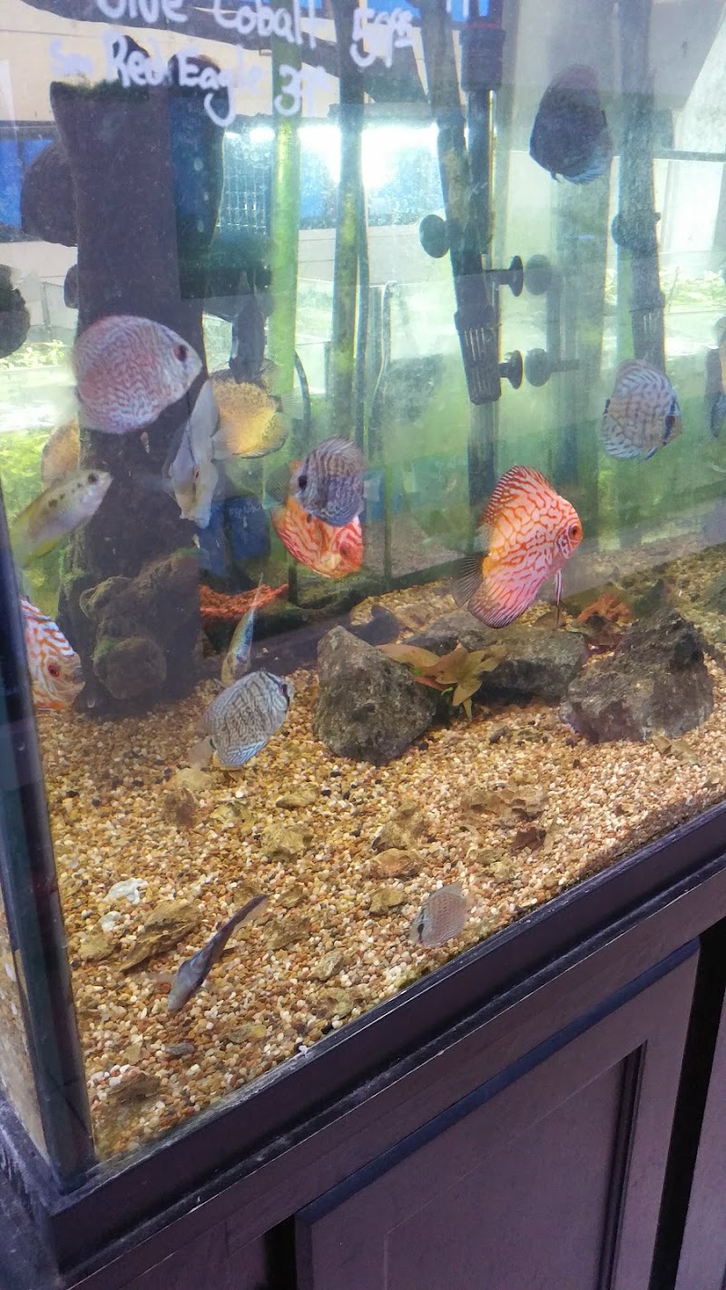 The Aquarium Shop Westbury - Photo 4