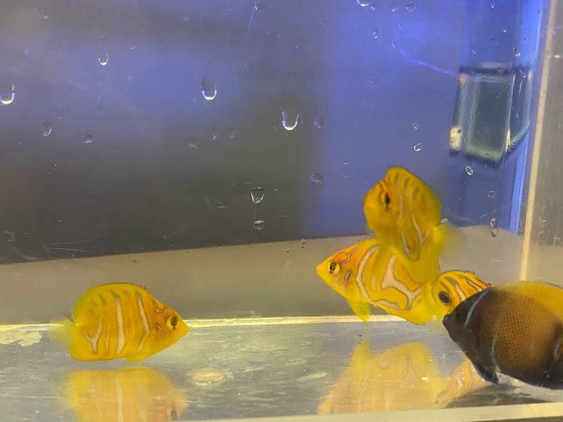 Reef Shark Aquarium Inc - Photo 5