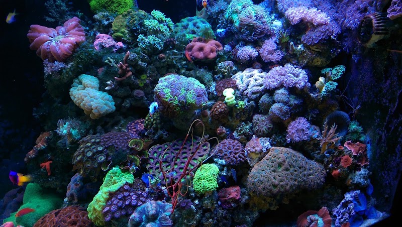 Aquatic Treasures - Photo 2