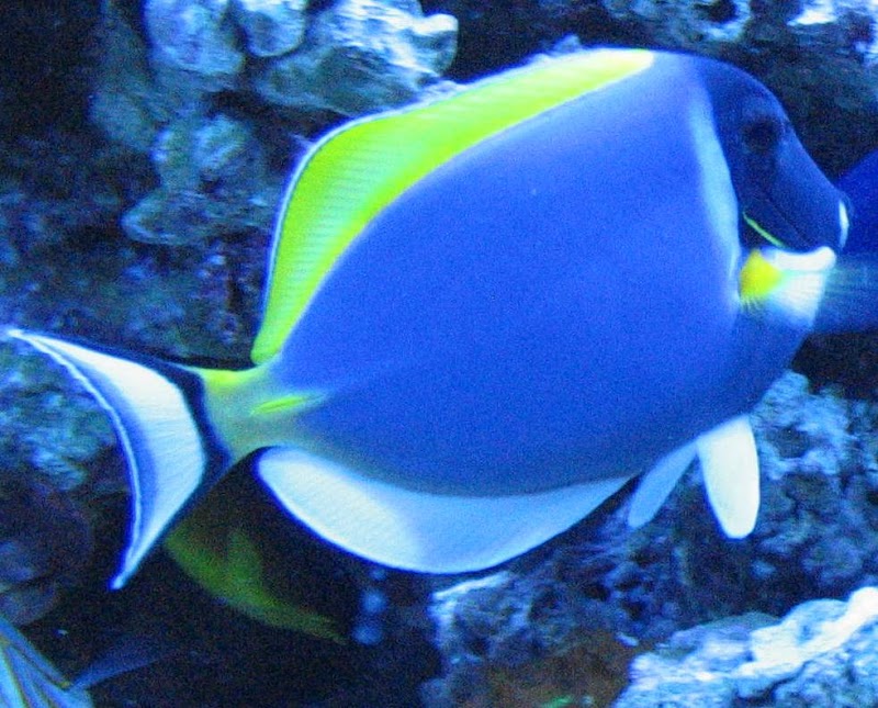 Dynamic Tank Design - Photo 3