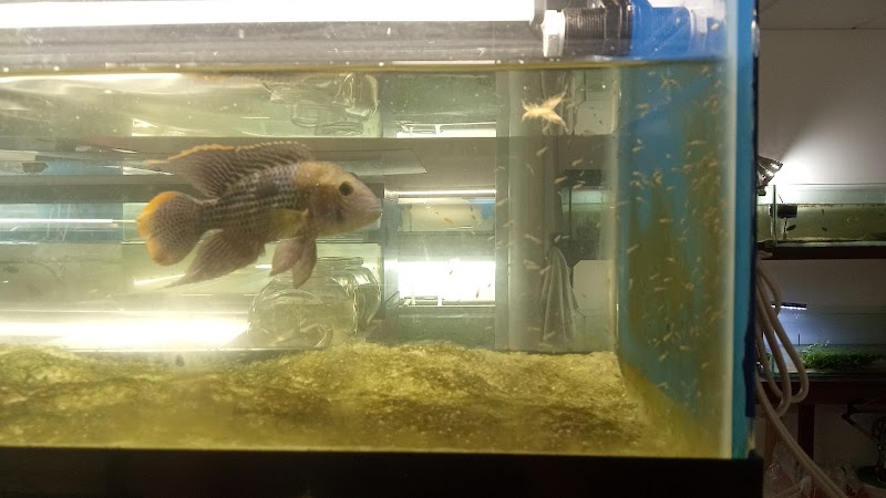 City Island Aquarium Tropical Fish Sales - Photo 3