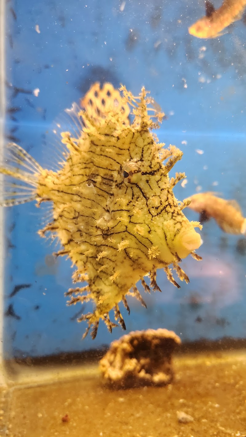 City Island Aquarium Tropical Fish Sales - Photo 4