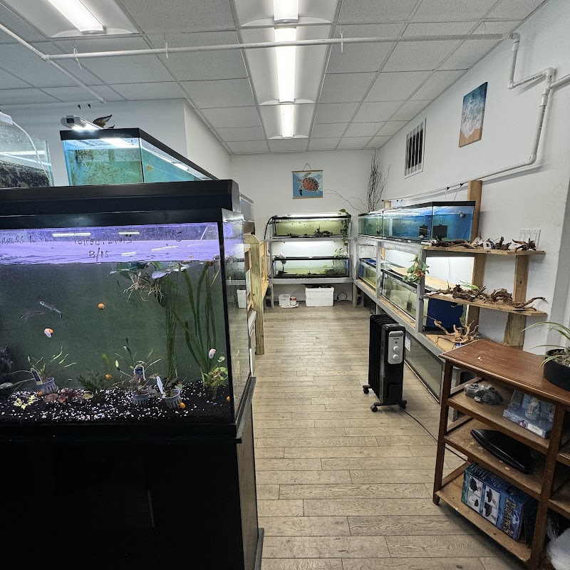 City Island Aquarium Tropical Fish Sales - Photo 5