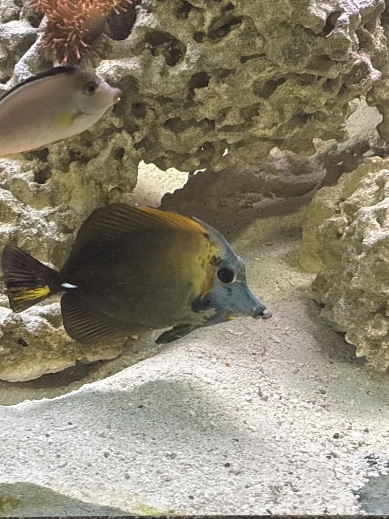 Michael's NYAquatic - Photo 2