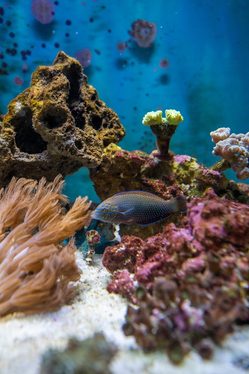 Michael's NYAquatic - Photo 3