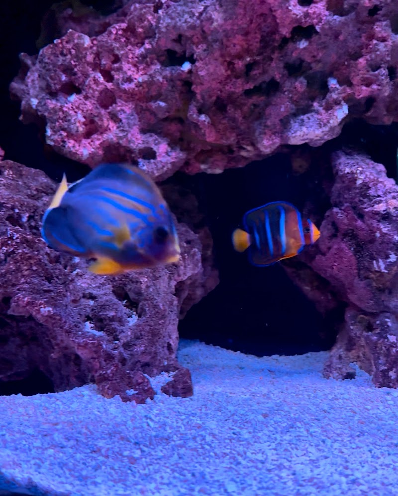 Michael's NYAquatic - Photo 4