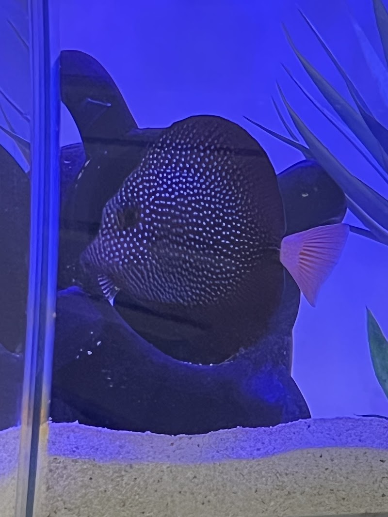 Michael's NYAquatic - Photo 5