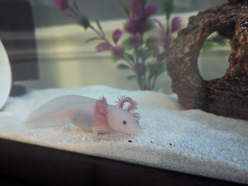 Luv A Lotl Axolotl/Reptile Boutique - Photo 1