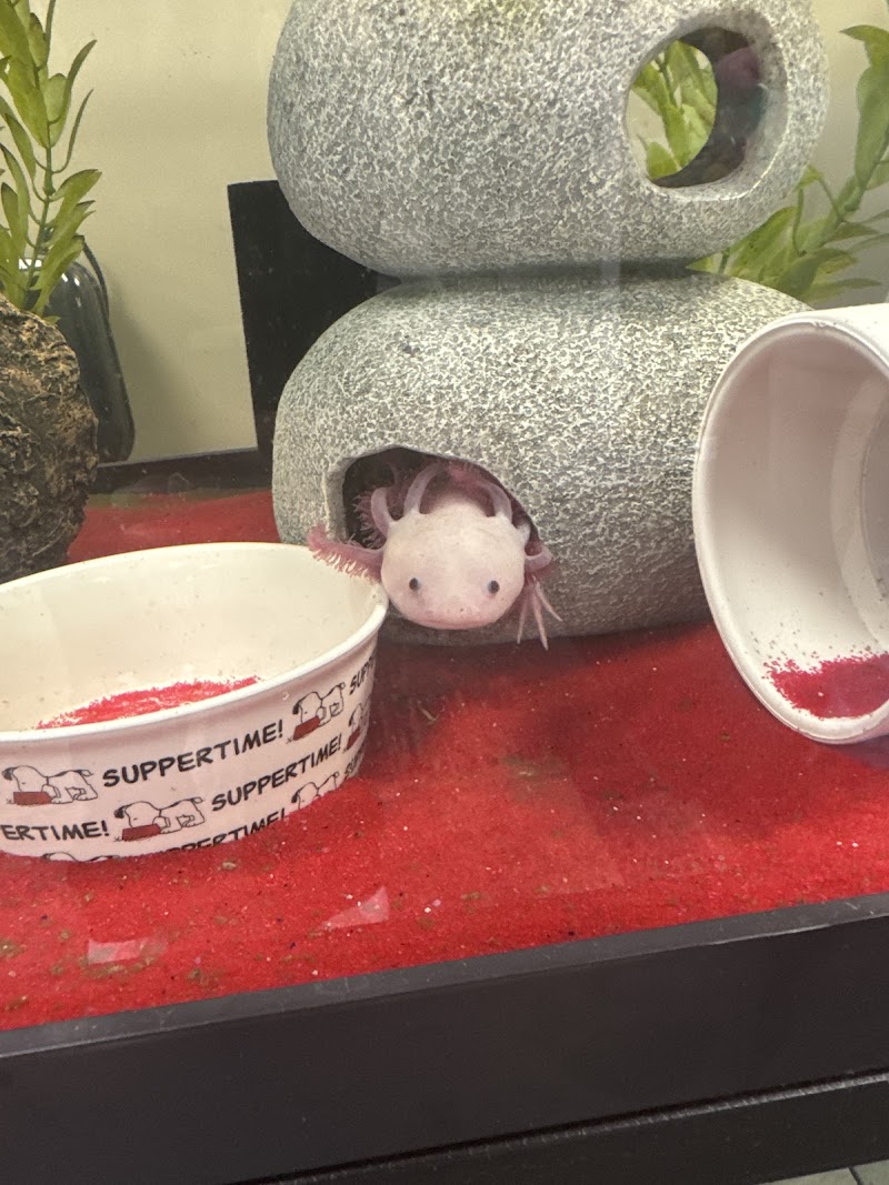 Luv A Lotl Axolotl/Reptile Boutique - Photo 2