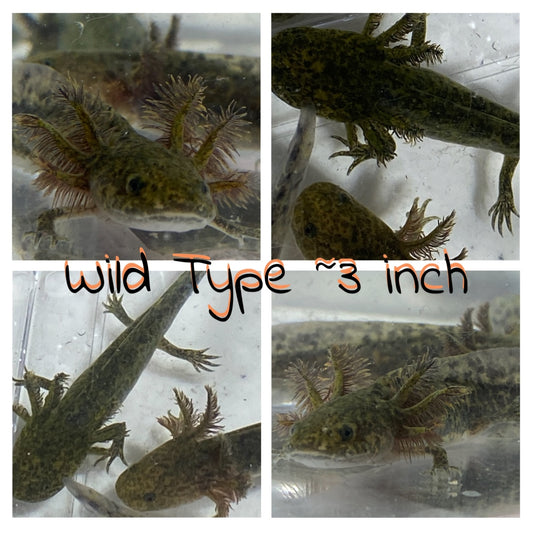 Luv A Lotl Axolotl/Reptile Boutique - Photo 3