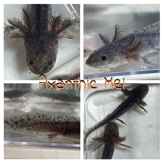 Luv A Lotl Axolotl/Reptile Boutique - Photo 5