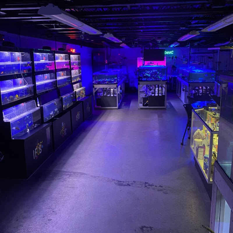 Island Fish and Scale - Photo 2