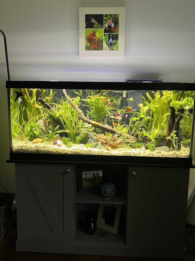 Island Fish and Scale - Photo 4